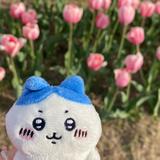 （分類：）位於 。 由 meshelleee 提交（商品編號 1356950929，圖片 1）。簡介： 。