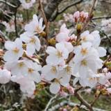 （分類：）位於 。 由 misssleung 提交（商品編號 1380387016，圖片 1）。簡介： 。