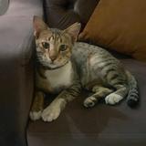 (Kategori: ) berada di . Dikirim oleh mofumofustore (ID iklan 1368240375, Gambar 1). Deskripsi: .