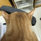 （分類：）位於 。 由 kakuoc 提交（商品編號 1340650154，圖片 1）。簡介： 。