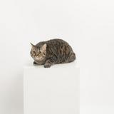 (Kategori: ) berada di . Dikirim oleh billythecatman (ID iklan 1383569618, Gambar 1). Deskripsi: .