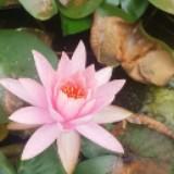 (Category: ) located in . Submitted by 24pink.lotus (Listing ID 1386700142, Image 1). Description: .