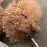 (Category: ) located in . Submitted by doggoestomarket (Listing ID 1344328380, Image 1). Description: .
