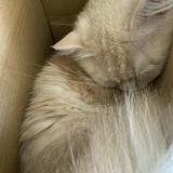 (Category: ) located in . Submitted by arthadecluttering (Listing ID 1326945890, Image 1). Description: .