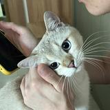 （分類：）位於 。 由 tracychangarden007 提交（商品編號 1294723006，圖片 1）。簡介： 。