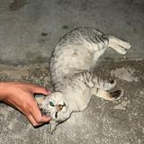 (Category: ) located in . Submitted by watermel0nsuga (Listing ID 1459913843, Image 1). Description: .