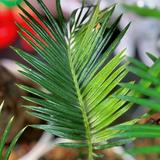 (Category: ) located in . Submitted by epiphyter (Listing ID 1381742915, Image 1). Description: .
