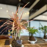 由 shengyeh (刊登 ID 1384907556，圖片 1) 提交，位於 的 (類別：)，說明：。