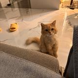 (Category: ) located in . Submitted by gingercat12 (Listing ID 1311671035, Image 1). Description: .