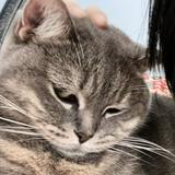 （分類：）位於 。 由 yuyuuuzi 提交（商品編號 1382595665，圖片 1）。簡介： 。