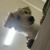 由 ky01221 (刊登 ID 1384321720，圖片 1) 提交，位於 的 (類別：)，說明：。