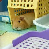 由 nt5sf2xs7596412 (刊登 ID 1386613381，圖片 1) 提交，位於 的 (類別：)，說明：。