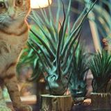 （分類：）位於 。 由 catlover114 提交（商品編號 1345653076，圖片 1）。簡介： 。