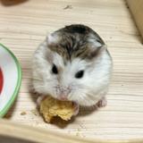 （分類：）位於 。 由 luiwai 提交（商品編號 1366958268，圖片 1）。簡介： 。