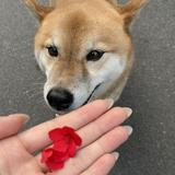 由 dolyer (刊登 ID 1430501677,圖片 1) 提交,位於 的 (類別:),說明:。