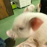 由 maomaowww (刊登 ID 1228468348，圖片 1) 提交，位於 的 (類別：)，說明：。