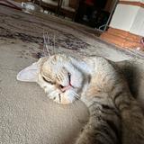 (Category: ) located in . Submitted by syarafuddinismail98 (Listing ID 1206949673, Image 1). Description: .