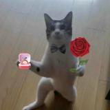 由 killuuu (刊登 ID 1383054752，圖片 1) 提交，位於 的 (類別：)，說明：。