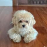 (Category: ) located in . Submitted by vthing (Listing ID 1379881275, Image 1). Description: .