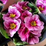 (Category: ) located in . Submitted by primroses (Listing ID 1375466829, Image 1). Description: .