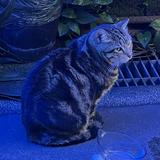 (分類:)位於 。 由 theoxi 提交(商品編號 1414264679,圖片 1)。簡介: 。