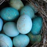 (分類:)位於 。 由 eggshellblue 提交(商品編號 1301170773,圖片 1)。簡介: 。