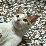 由 ashtain (刊登 ID 1384513986，圖片 1) 提交，位於 的 (類別：)，說明：。