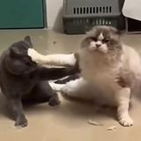 (Category: ) located in . Submitted by meowuuu (Listing ID 1359700574, Image 1). Description: .