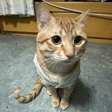 （分類：）位於 。 由 meowmeowshop123 提交（商品編號 1299901745，圖片 1）。簡介： 。