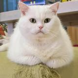 由 weilun1205 (刊登 ID 1384016407，圖片 1) 提交，位於 的 (類別：)，說明：。