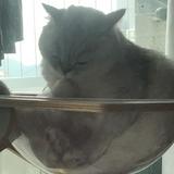 （分類：）位於 。 由 cat_da_dealer 提交（商品編號 1355611983，圖片 1）。簡介： 。
