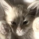 (Category: ) located in . Submitted by yukattan (Listing ID 1313908308, Image 1). Description: .