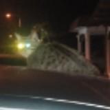 (Category: ) located in . Submitted by chunpin7727 (Listing ID 1305169785, Image 1). Description: .