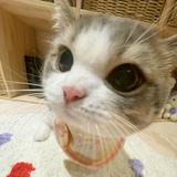 (Category: ) located in . Submitted by meowxd (Listing ID 1359059806, Image 1). Description: .