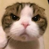 (Category: ) located in . Submitted by ttttings (Listing ID 1377675555, Image 1). Description: .