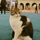 (Category: ) located in . Submitted by catchatcatch (Listing ID 1375165192, Image 1). Description: .