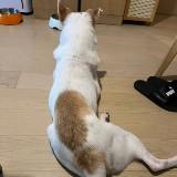 （分類：）位於 。 由 derek.lish 提交（商品編號 1344721144，圖片 1）。簡介： 。