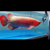(Kategori: ) berada di . Dikirim oleh santoe65t51850 (ID iklan 1301937414, Gambar 1). Deskripsi: .