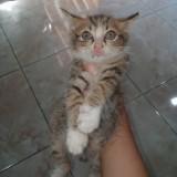 (Kategori: ) berada di . Dikirim oleh gpuspita3527068 (ID iklan 1380707311, Gambar 1). Deskripsi: .