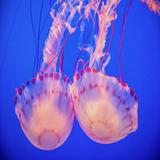(Category: ) located in . Submitted by jellyfish_garden_sg (Listing ID 1377873721, Image 1). Description: .