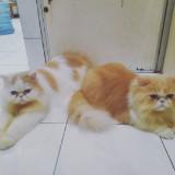 (Kategori: ) berada di . Dikirim oleh prelovedbymee88 (ID iklan 209873401, Gambar 1). Deskripsi: .