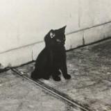 （分類：）位於 。 由 skrclyk 提交（商品編號 1353360279，圖片 1）。簡介： 。