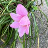 由 lai200101385194 (刊登 ID 1381819374，圖片 1) 提交，位於 的 (類別：)，說明：。