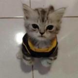 (Kategori: ) berada di . Dikirim oleh user345124 (ID iklan 1365798143, Gambar 1). Deskripsi: .