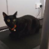(Category: ) located in . Submitted by pouffles (Listing ID 1364618679, Image 1). Description: .
