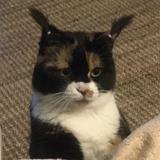(Category: ) located in . Submitted by yippiiieee (Listing ID 1385545340, Image 1). Description: .