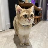 （分類：）位於 。 由 Borbor 提交（商品編號 1340063505，圖片 1）。簡介： 。