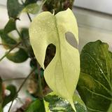 (Category: ) located in . Submitted by xinplants (Listing ID 1320156726, Image 1). Description: .