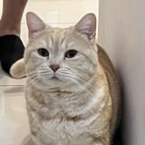 （分類：）位於 。 由 anan.anan 提交（商品編號 1364353797，圖片 1）。簡介： 。