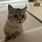 由 ella090934 (刊登 ID 1364630407，圖片 1) 提交，位於 的 (類別：)，說明：。